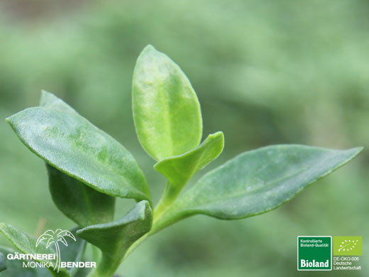 Aptenia cordifolia - Ausdauerndes Eiskraut | Bioland