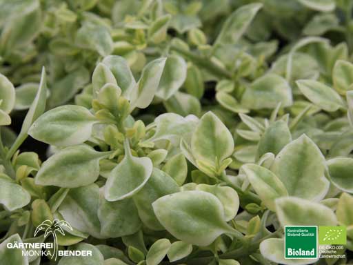 Aptenia cordifolia variegata - Weißbuntes Eiskraut | Bioland
