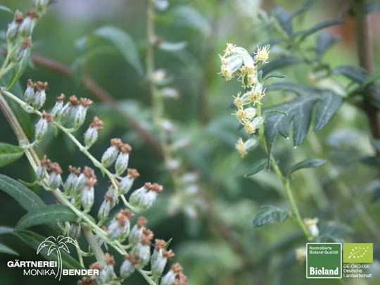 Artemisia vulgaris - Beifuß | Bioland