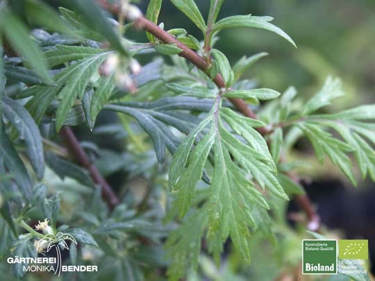 Artemisia vulgaris - Beifuß | Bioland