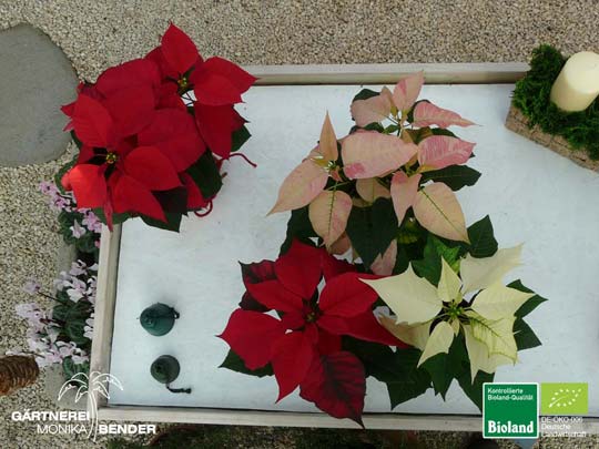 Weihnachtsstern - Euphorbia pulcherrima | Bioland.jpg
