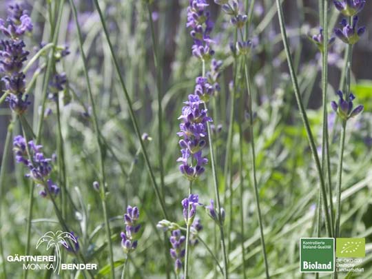 Lavandula angustifolia 'Siesta' - Lavendel (dunkelblau) | Bioland