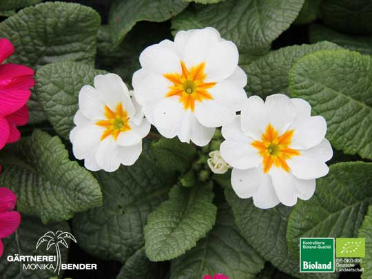Primeln - Primula vulgaris Hybride | Bioland