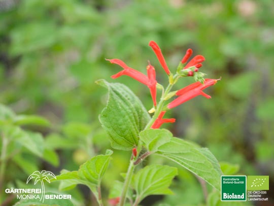 Salvia elegans - Honigmelonen-Salbei | Bioland