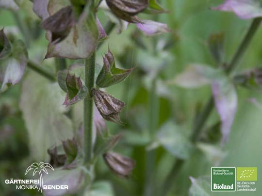 Samenstand des Salvia sclarea - Muskateller-Salbei | Bioland