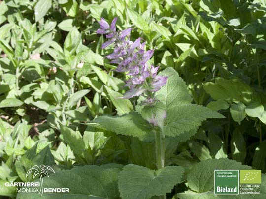 Salvia sclarea - Muskateller-Salbei | Bioland