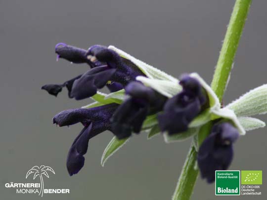 Salvia discolor - Schwarzer Peru-Salbei | Bioland