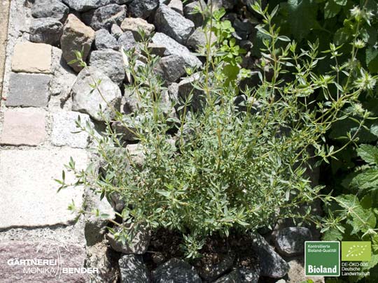 Thymus mastichianus - Mastix-Thymian | Bioland