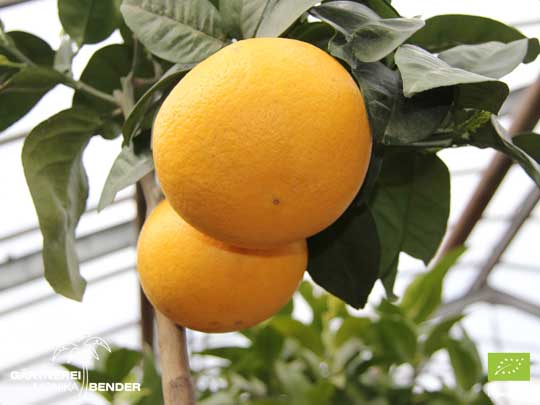 Frucht der Grapefruit - Citrus x paradisi 'Star Ruby' | BIO