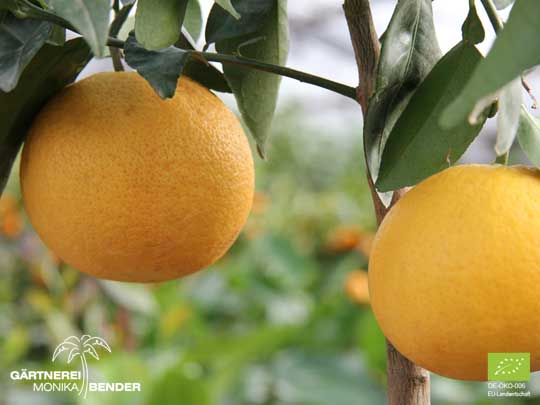 Frucht der Grapefruit - Citrus x paradisi 'Star Ruby' | BIO