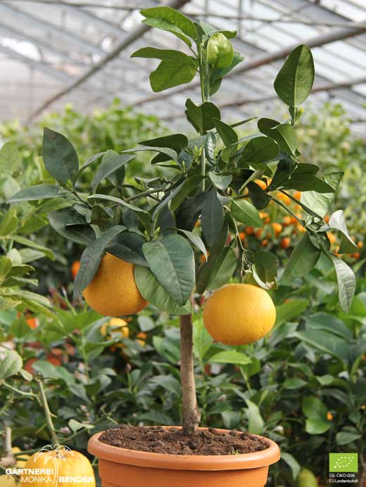 Grapefruit-Bäumchen - Citrus x paradisi 'Star Ruby' | BIO