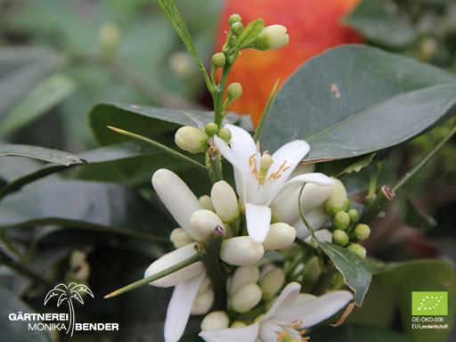 Orangenblüte der Blutorangensorte 'Tarocco' - Citrus sinensis | BIO