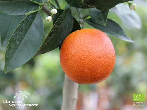 Orangenbäumchen der Blutorangensorte 'Tarocco' - Citrus sinensis | BIO