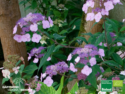 Hydrangea serrata oamacha - Japanische Tee-Hortensie | Bioland