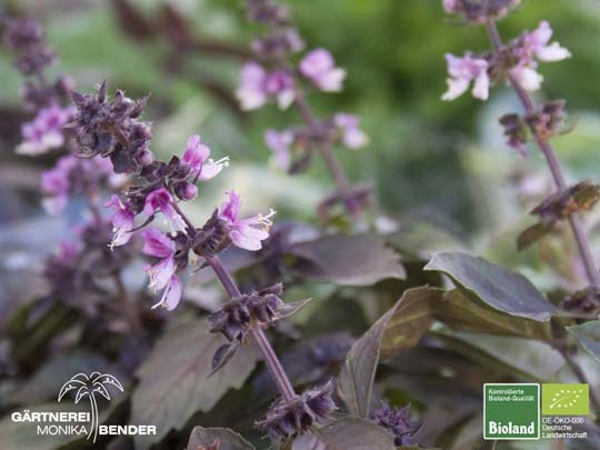 Ocimum - Basilikum Pflanzen in Bioland-Qualität. Foto: Ocimum basilicum Rosso