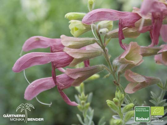 Salvia lanceolata - Lanzett-Salbei | Bioland