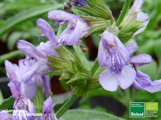 Salvia lavandulifolia - Lavendelblättriger Salbei | Bioland