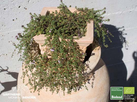 Thymus herba-barona - Kümmel-Thymian | Bioland
