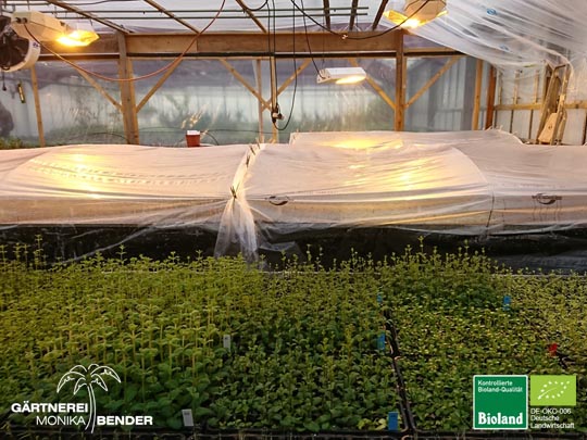 Bioland Gärtnerei Vermehrung von Pflanzen