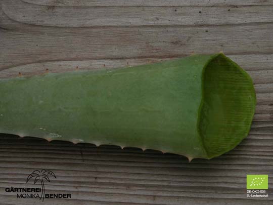 Aloe Vera - Echte Aloe | Bioland