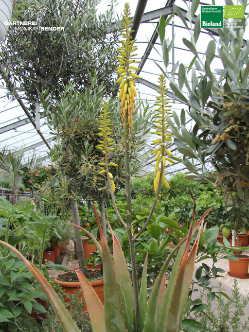 Blütenstand der Aloe vera - Echte Aloe | Bioland