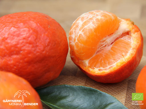 Frucht der Roten Clementine - Citrus x clementina - Rosso | BIO