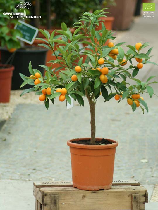 Bio Kumquatbäumchen