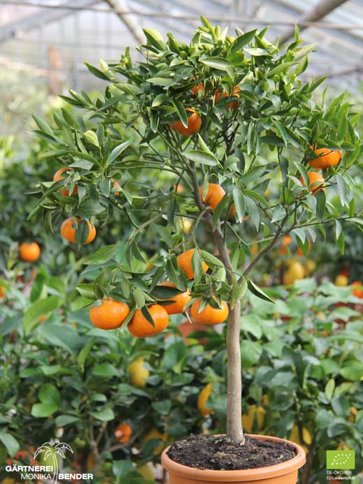 Mandarinen - Bäumchen der Sorte Mandarine Avana Tardivo di Ciaculli - Citrus reticulata BLANCO | BIO