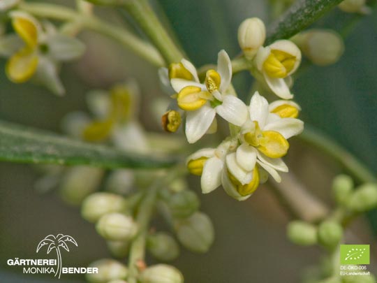 Blüte der Olive Olea europaea L. in Bio-Qualität