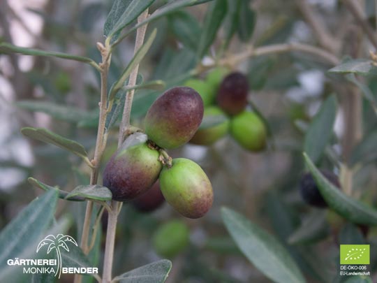 Fast reife Früchte der Olive Olea europaea L. in Bio-Qualität