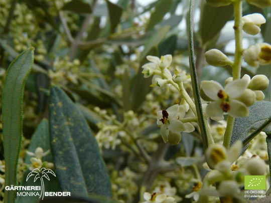 Olivenblüte an Kübelpflanze Olea europaea L. in Bio-Qualität in Stuttgart als Pflanze kaufen.