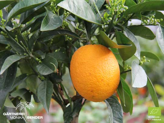 Frucht der Orangen-Sorte Valencia Late - Citrus sinensis L. | BIO