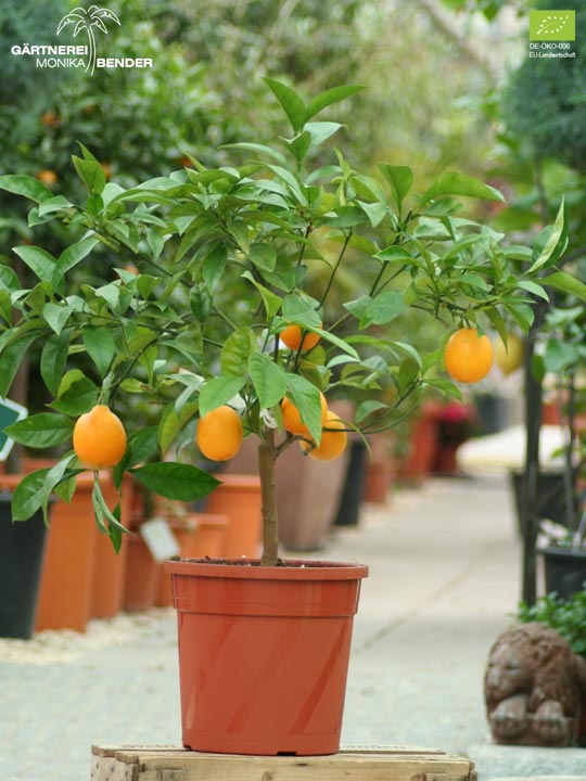 Orangenbäumchen der Sorte Valencia Late - Citrus sinensis L. | BIO