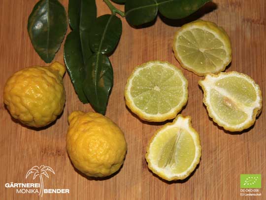 Frucht und Blatt der Kaffir-Limette - Citrus x hystrix | BIO