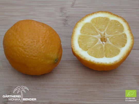 Frucht der Zitronen-Sorte Fiore - Citrus limon L.  | BIO