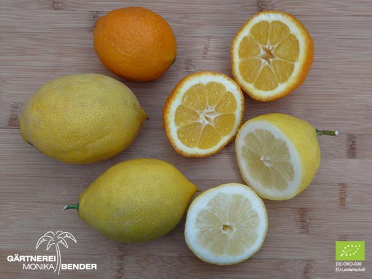 Vergleich von Zitronensorten Fiore und Femminello - Citrus limon L.  | BIO