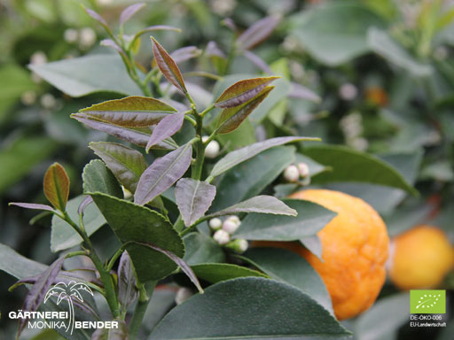 Blattaustrieb der Zitrone Runde Fiore - Citrus x limon | BIO