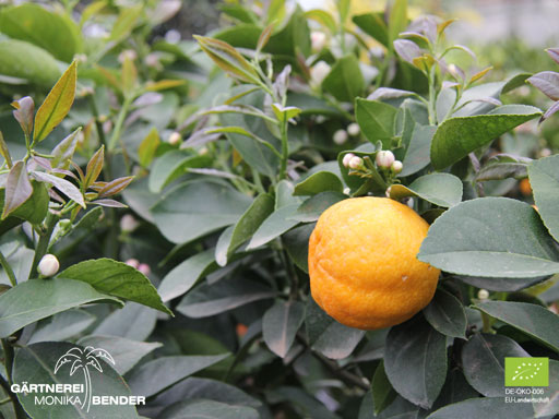 Frucht der Zitrone Runde Fiore - Citrus x limon | BIO